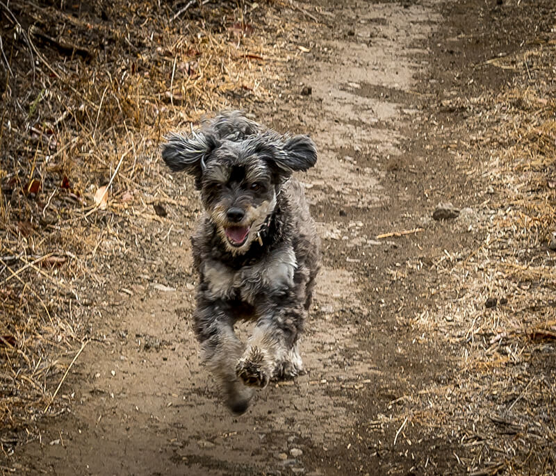Hündin eilt entgegen - Zukunft umarmen Coaching Blog La Gomera