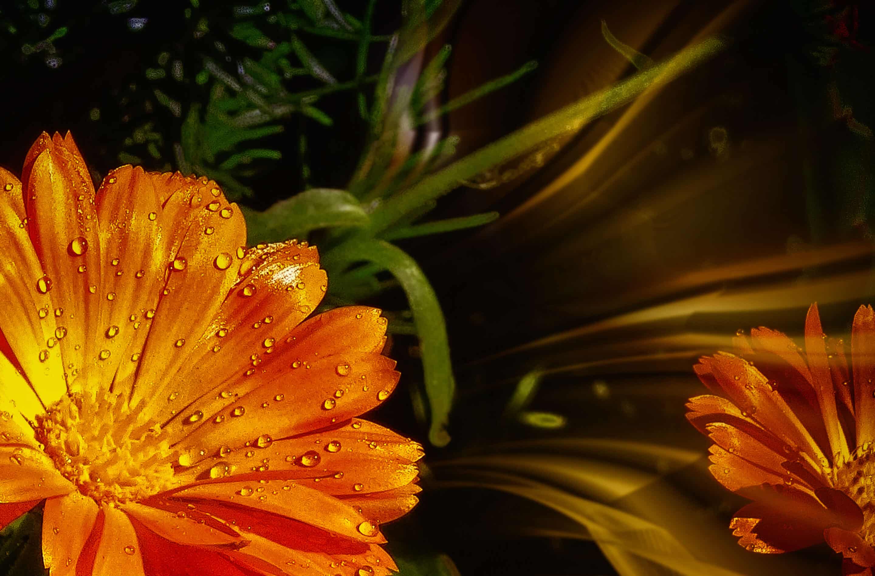 Orangefarbene Ringelblume mit Wassertropfen auf den Blütenblättern, vor dunklem Hintergrund