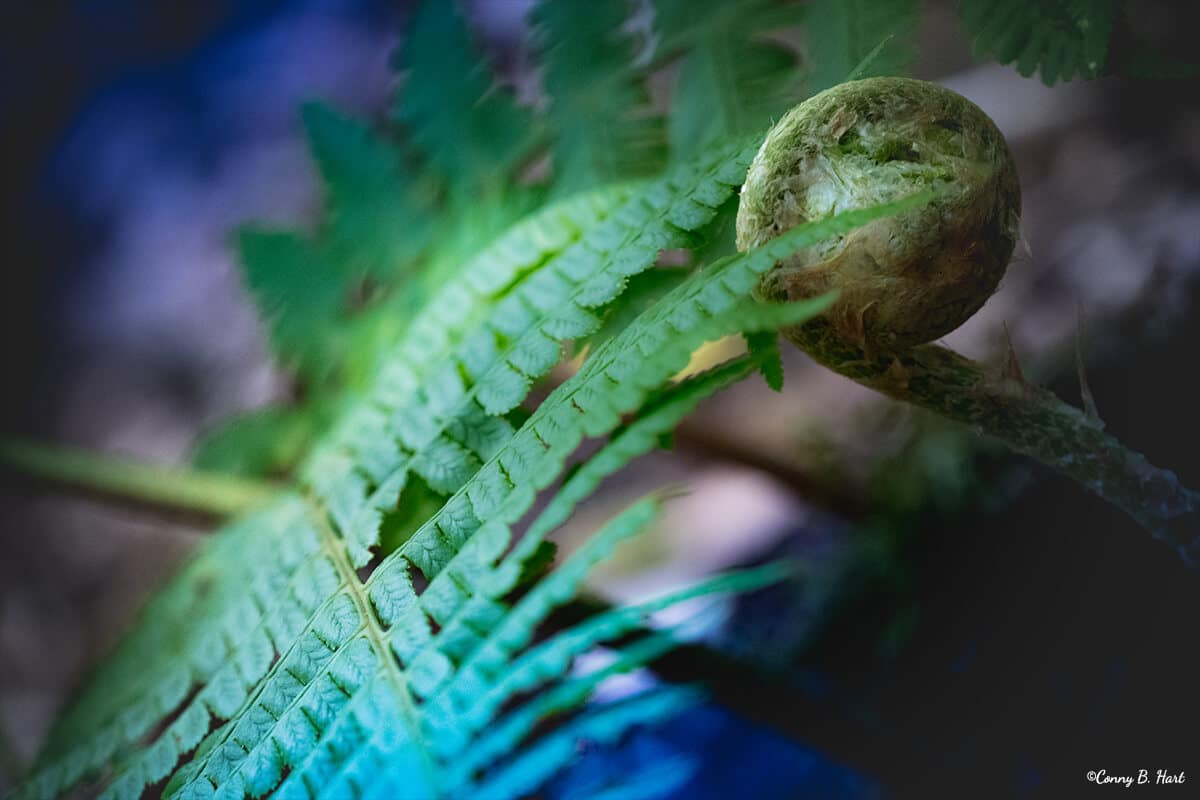 Farn entrollt sich - Spirale - Entwicklung Bilderpoesie Wachstum Coaching La Gomera