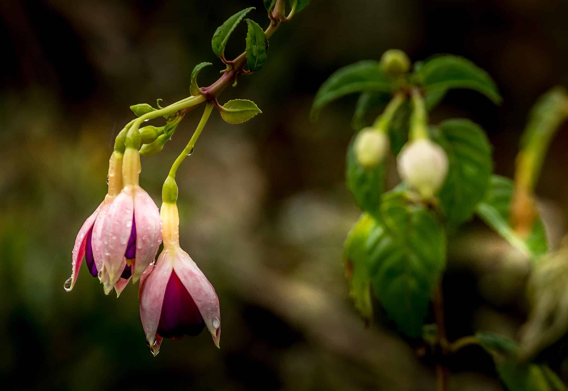 Nahaufnahme einer regennassen, rosafarbenen Fuchsie mit hängenden Blüten als Symbol für die Traurigkeit und Würde von Angehörigen schwer kranker Menschen.