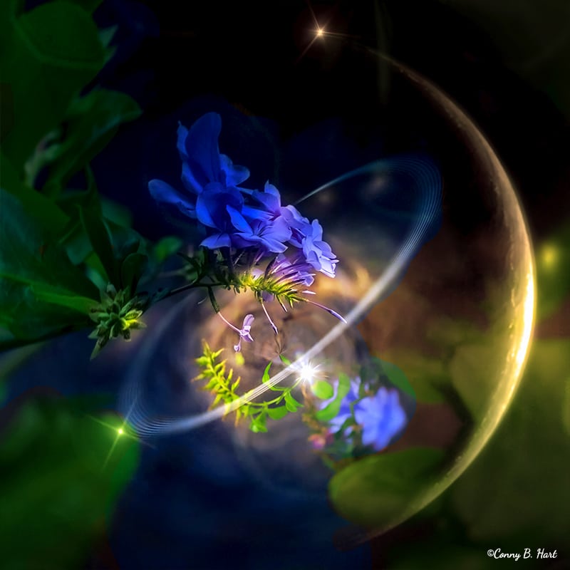 geborgenheit-leuchtende-kugel-bilderpoesie-coaching-la-gomera Leuchtende Blüten schützende Kugel - Geborgenheit Bilderpoesie Coaching La Gomera