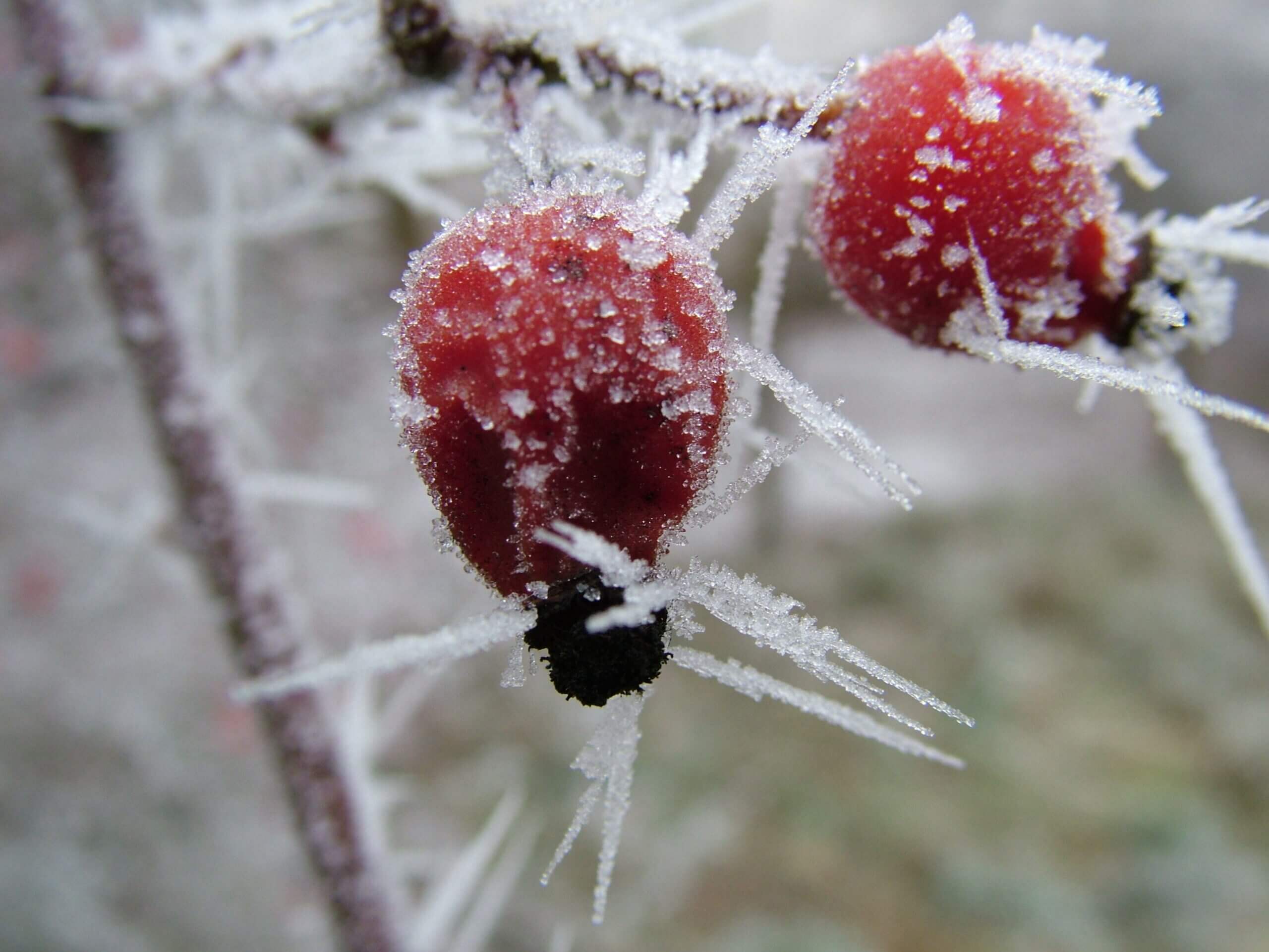 Gefrorene Hagebutten Winter - Verborgene Schönheit Ressourcen Coaching