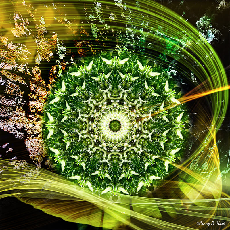 heilung-cannabis-mandala-bilderpoesie-coaching-la-gomera Cannabis Mandala Heilung - Bilderpoesie heilende Energie Natur Coaching La Gomera