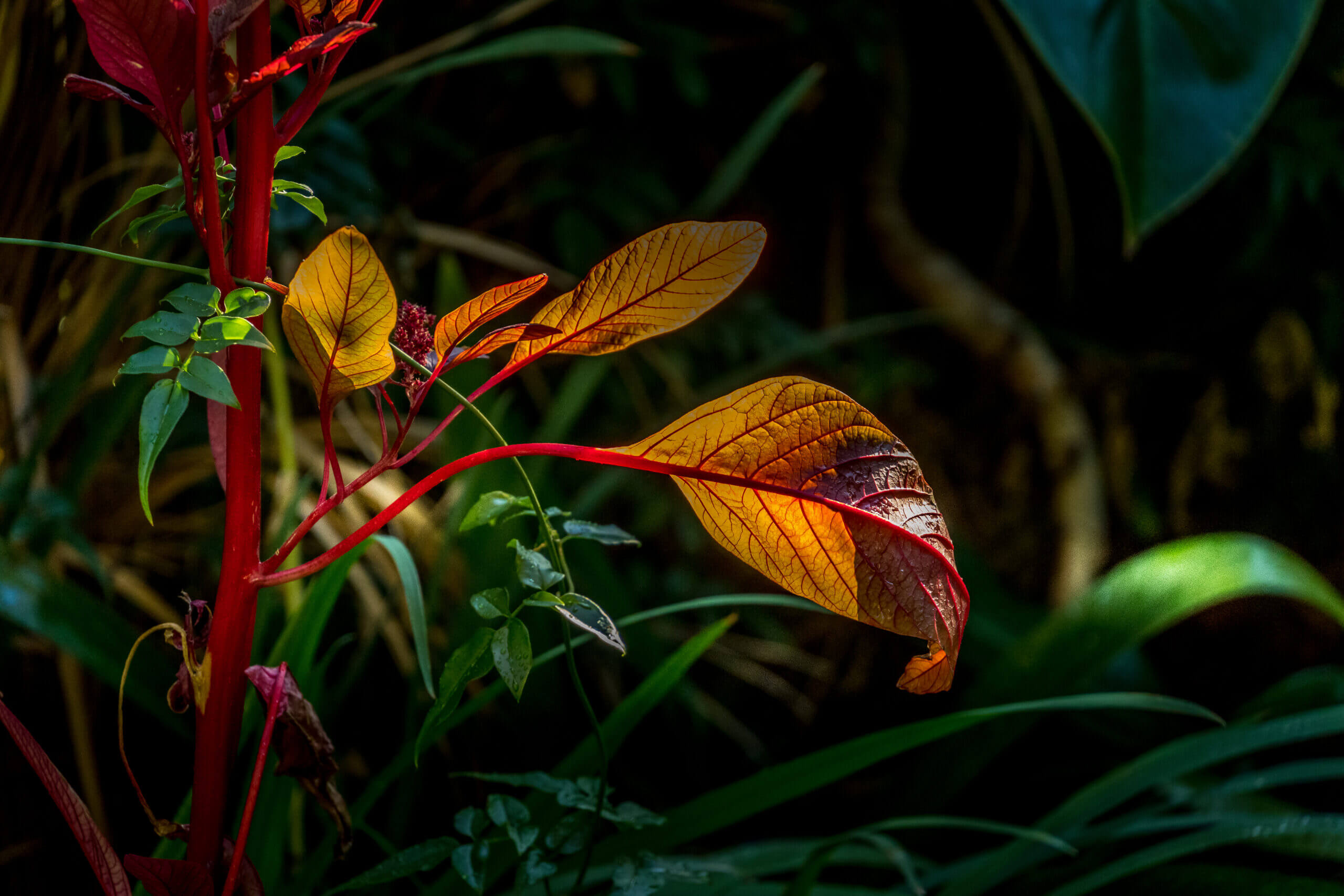 herbst-coaching-reflexion-goldene-blaetter-la-gomera Goldene Blätter im Herbst – Symbol für Reflexion und Raum der Reflexion im Coaching der vier Jahreszeiten