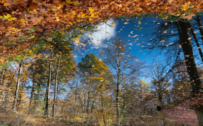 Herbstfragen zur Reflexion