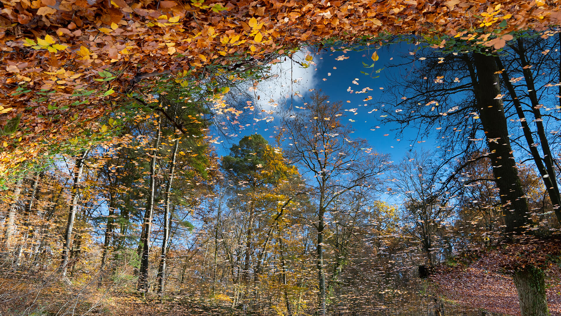 Herbst Spiegelung See bunte Blätter blauer Himmel - Reflexionsfragen Coaching Blog