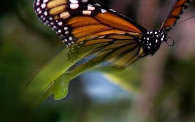 Vorfreude – die schönste Abkürzung zum Glück