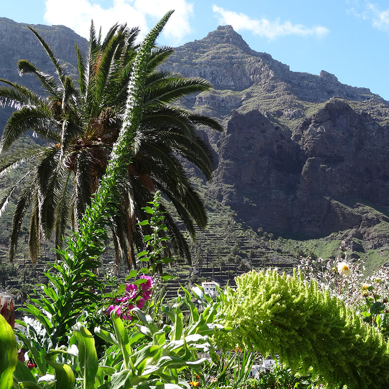 Frühlingslandschaft auf La Gomera mit Berg, Palme, Himmel und Garten - Symbol für Neuanfang und erwachende Natur