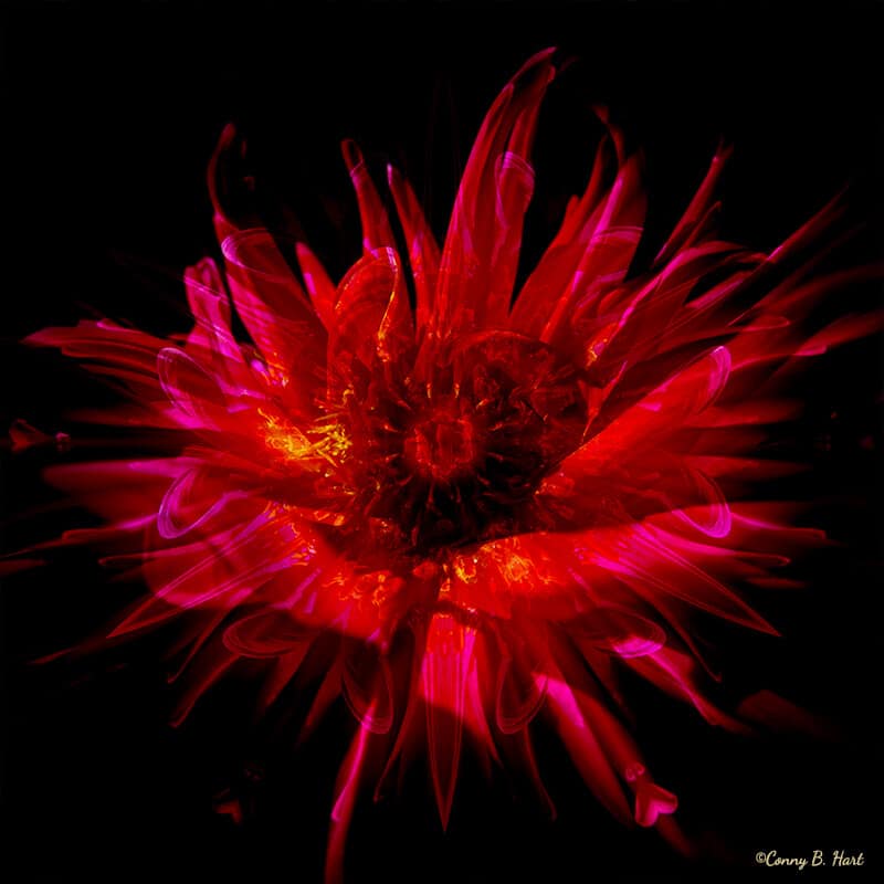 Explodierende rote Blüte Feuer - Lust auf Leben Bilderpoesie Lebensenergie Coaching La Gomera