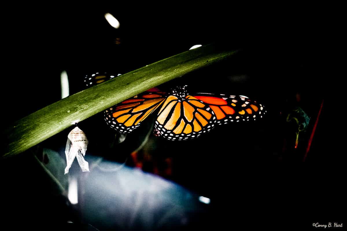 metamorphose-monarchfalter geschlüpft-bilderpoesie-coaching-la-gomera Monarchfalter geschlüpft Puppe - Metamorphose Bilderpoesie Verwandlung Coaching La Gomera