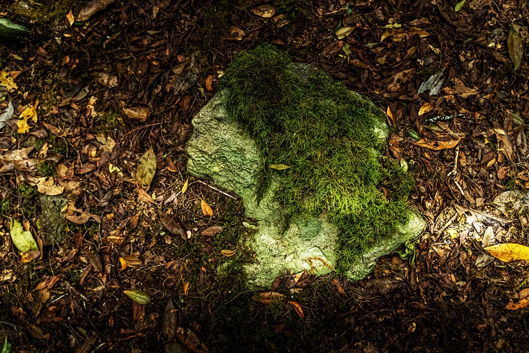 Stein Moos Gesicht Profil - Neues Leben alte Muster Blog Neuroplastizität La Gomera