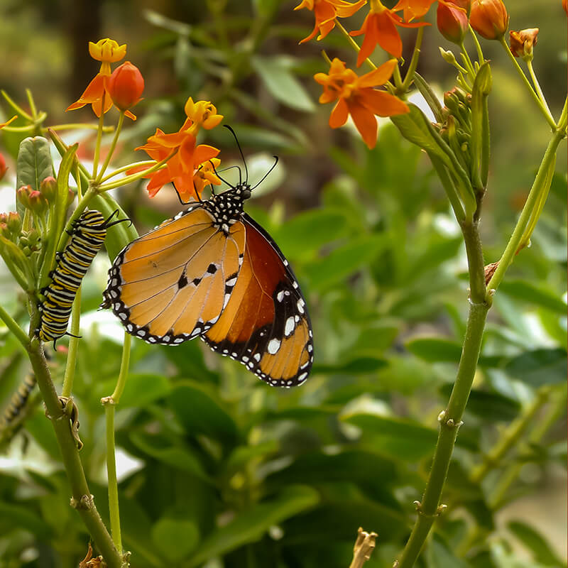 Seidenpflanze mit Monarchfalter und Raupe - Symbol für Transformation und Umsetzung