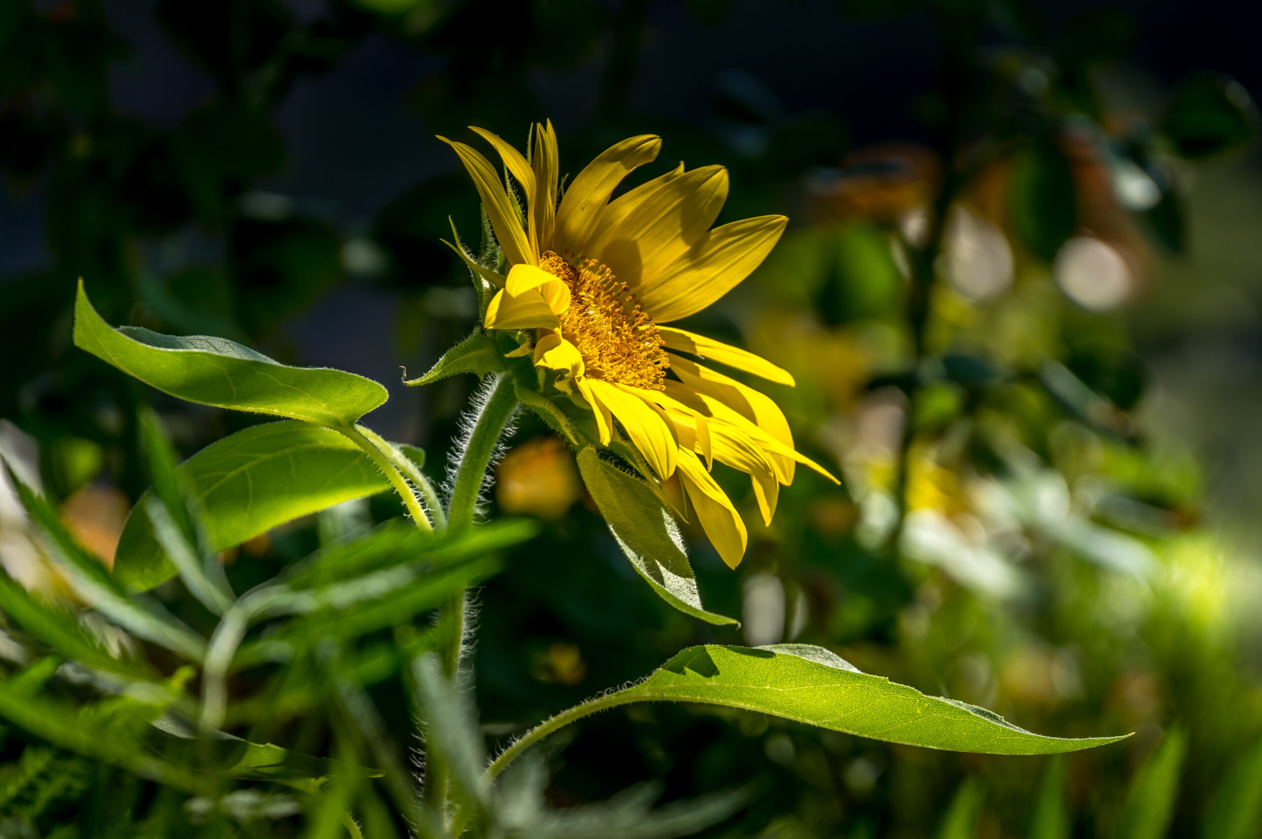Sonnenblume Garten La Gomera - Sommer Coaching Strahlkraft Selbstverwirklichung Kanaren